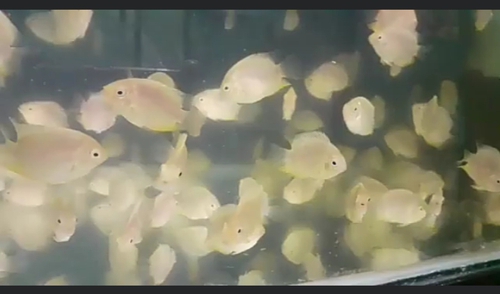  Fish Sivurum 2inch — photo 2