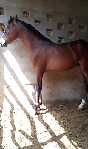 Horse — Horse, Gujarat, India