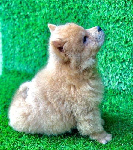 Chow Chow Puppy — photo 3