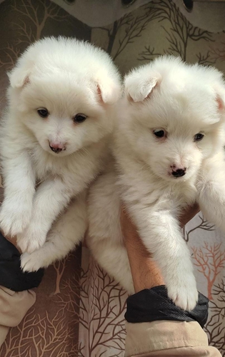 Pomeranian — photo 2