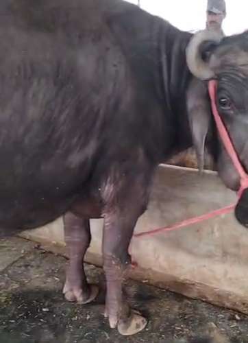Male calf Buffalo