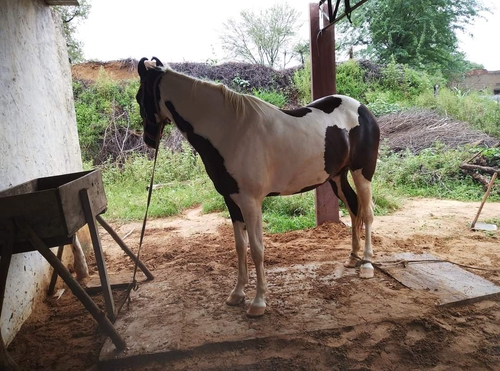 Devali line  Horse — photo 3