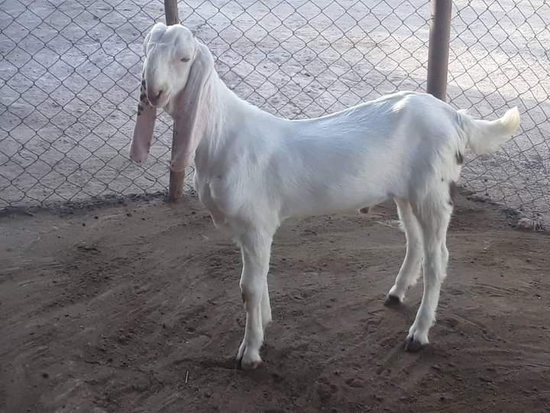 Goat farming — photo 4