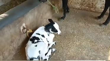 Cow — photo 2