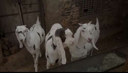 Sojat  Female Goat