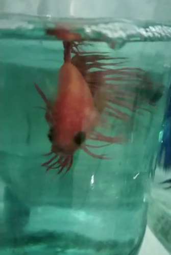 Crown Tail Fish — photo 2