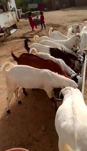 Sojat Goat — photo 3