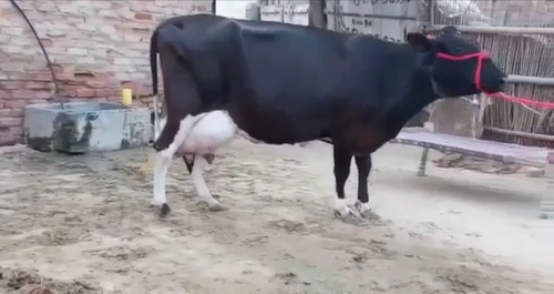 HF cow — Cow for sale in Jaipur, Rajasthan, India 