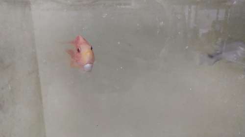 Parrat fish  — photo 2