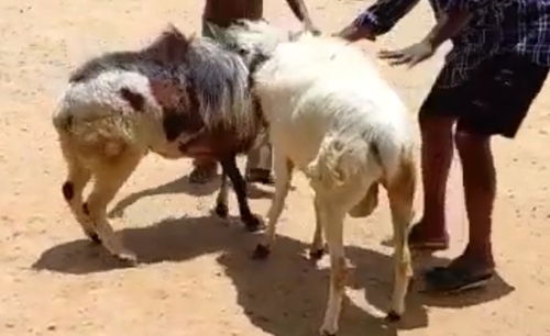 Fighting Sheeps