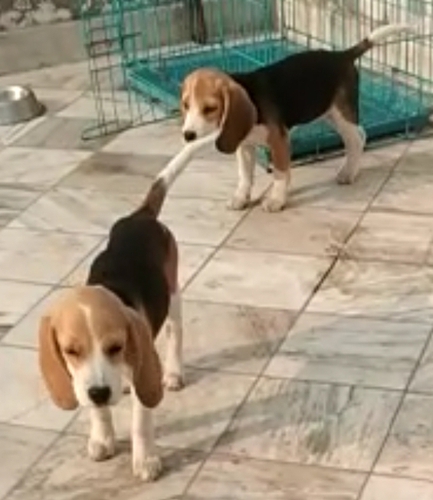 Beagle Puppy