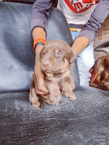 Doberman Puppy — photo 3