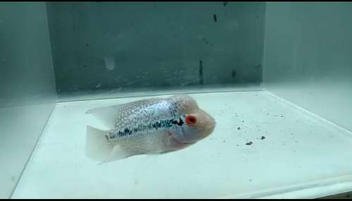 Flowerhorn