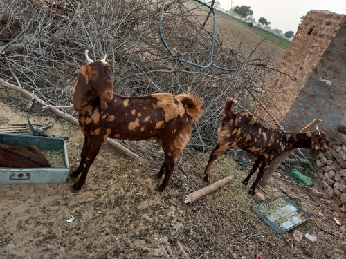 Beetal Goat — photo 5