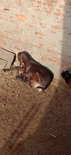 Totapuri Goat — photo 2