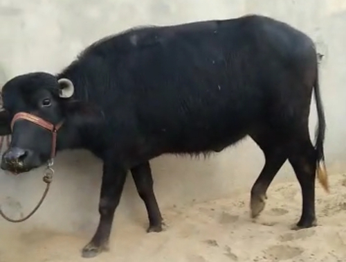 Buffalo — Murrah Buffalo, Jalandhar, India