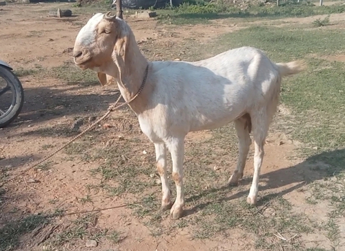 Jamnapari Goat — photo 4