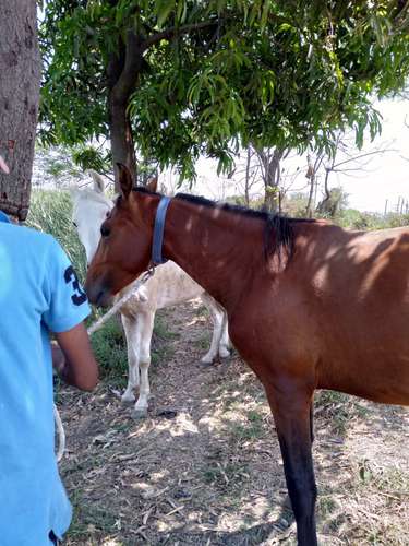 Sindhi Vachera Horse — photo 2