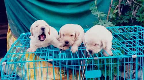 Others — Labrador dog, Punjab, India