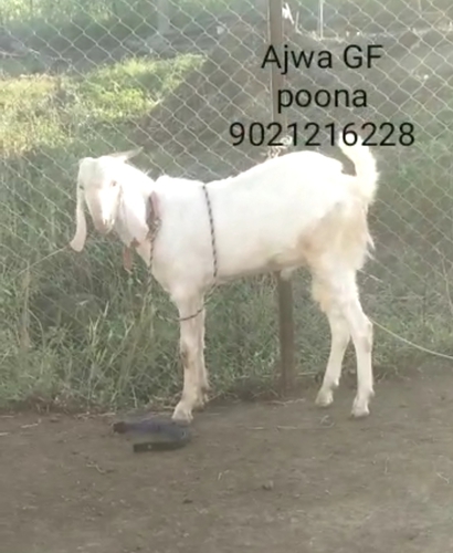 Patira Goat  — photo 4