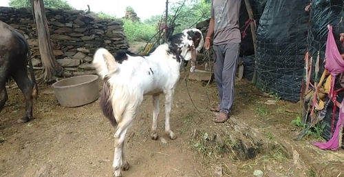 Gujri Goat