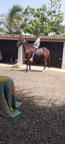 Horse marwadi & kathiyawadi mix — photo 2