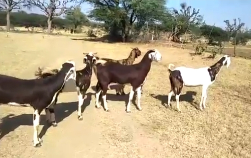 All Breed Goats Available — photo 4
