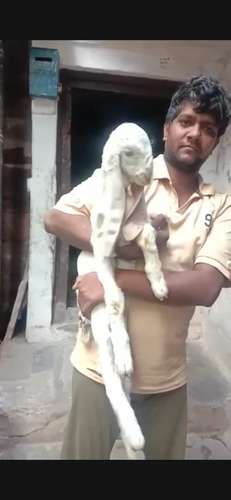 Baby Gulabi Goat — photo 2