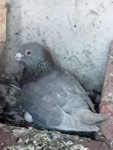 Pigeon — photo 4