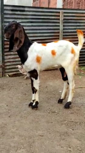 Desi Goat  — photo 6