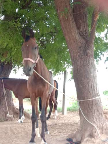 Marwadi Horse 🐎  — photo 2