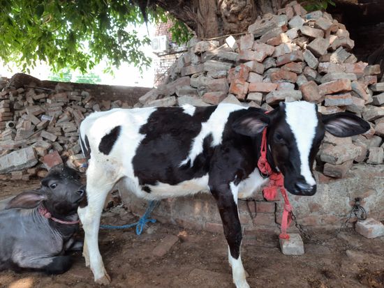Cow — photo 4