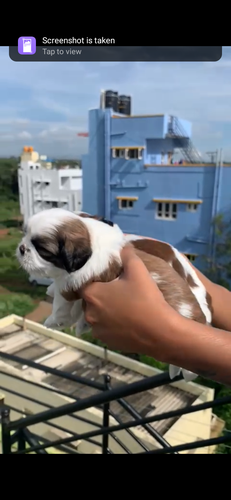 Sitzu female puppies — photo 3