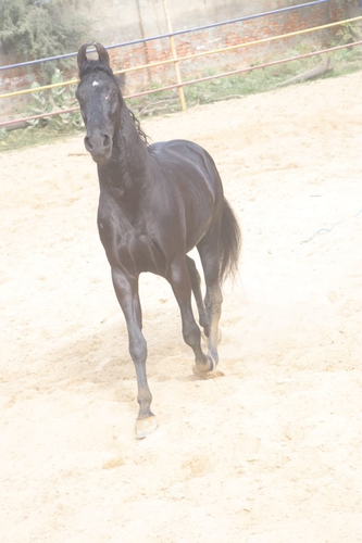 Marwari Horse — photo 2