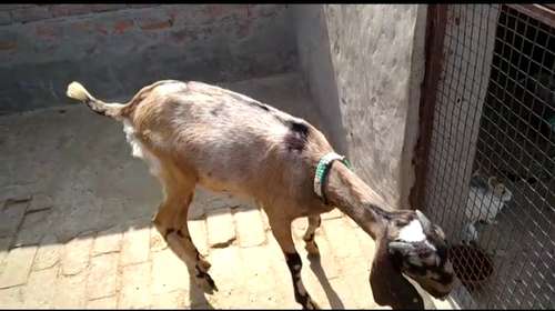 Beetal goat female — photo 2
