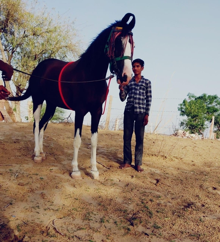 Marwadi Horse 🐎 — photo 3