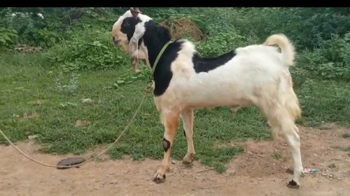 Goat  — photo 4
