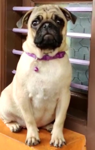 Pug Male Puppy — photo 2