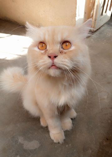Cat — Male Persian Cat In Golden Colour, Karachi City, Pakistan