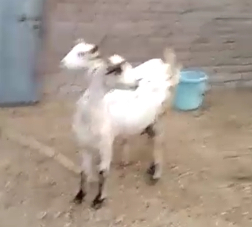 Barbari Goat — photo 3