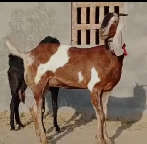 Beetal Goat — photo 2