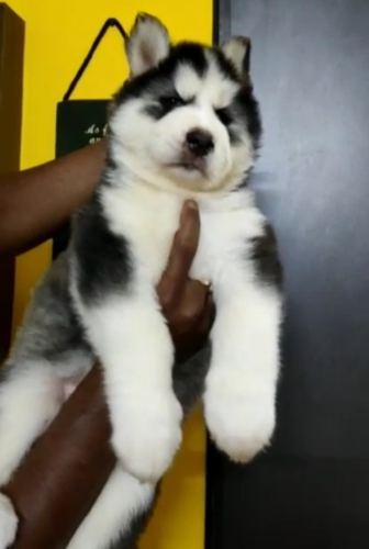 Husky Puppy