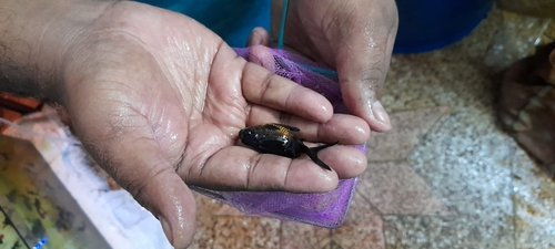 Available many breed fish — photo 2