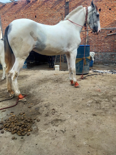 Marwari Horse — photo 3