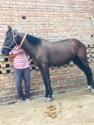 Marwadi Ablakh  Horse — photo 2