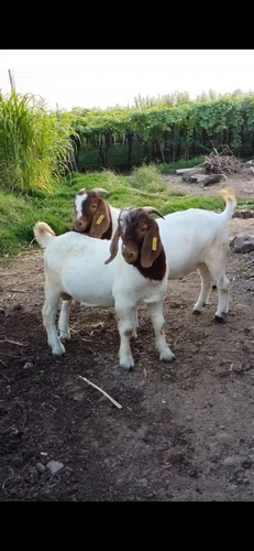 Boer Goat — photo 5