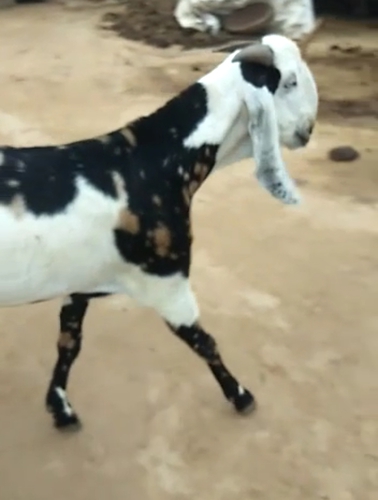 Beetal Goat — photo 5