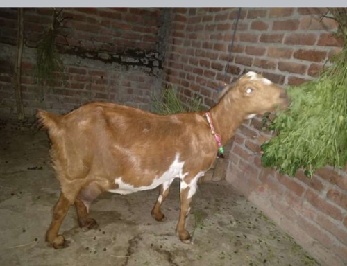 Barbari female goat with 2 kid — photo 3