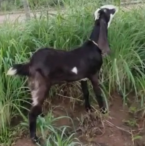 Jamunapari Goat — photo 2