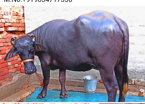 First time ki 4 dant murrah Buffalo — photo 4